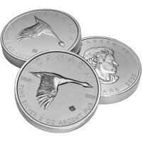 Srebrna moneta Gęś Kanadyjska