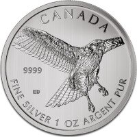 Birds of Prey Silver Coins